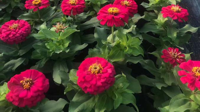 百日草
